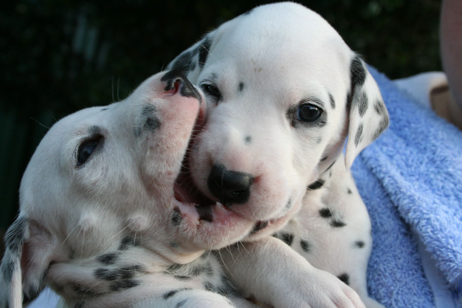 Puppy1