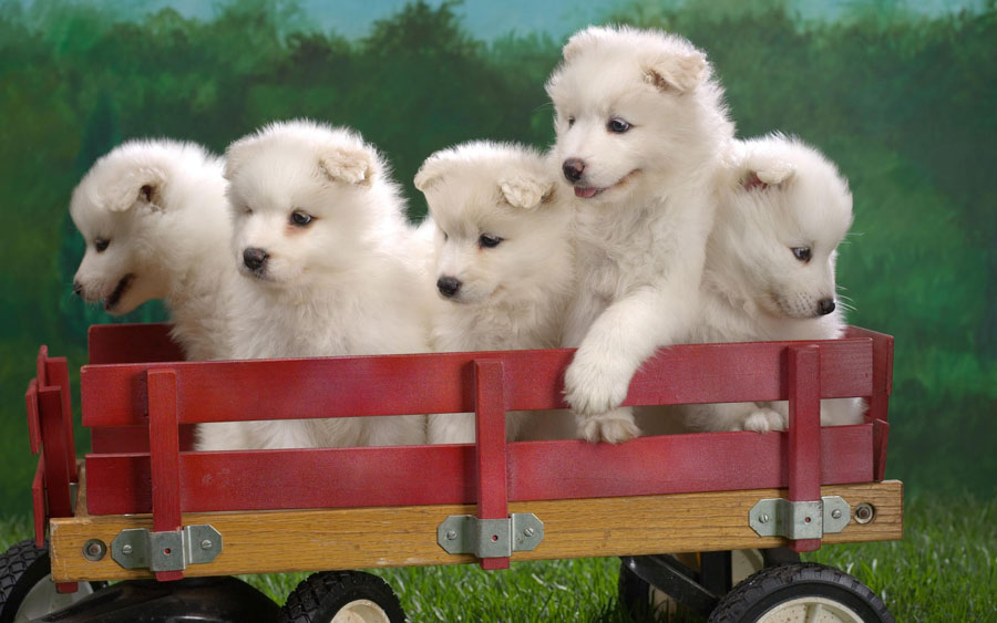 Puppy10