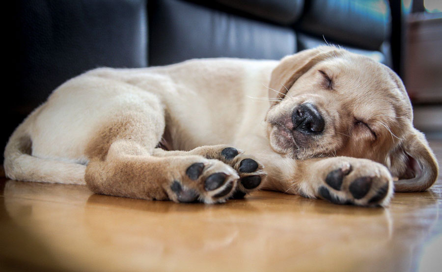 Puppy11