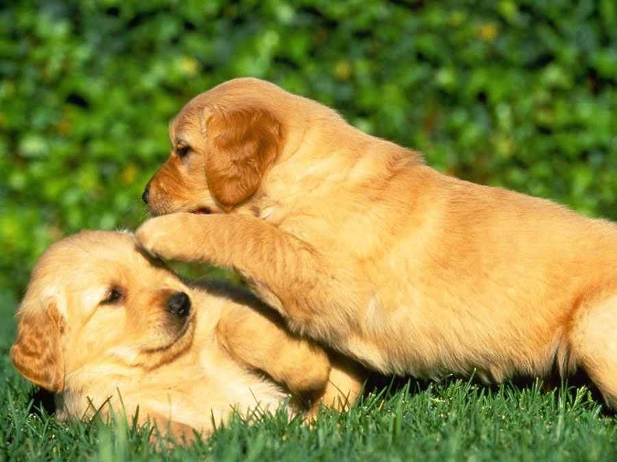 Puppy12