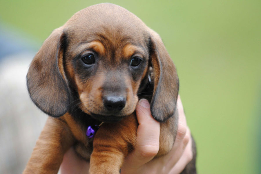 Puppy13