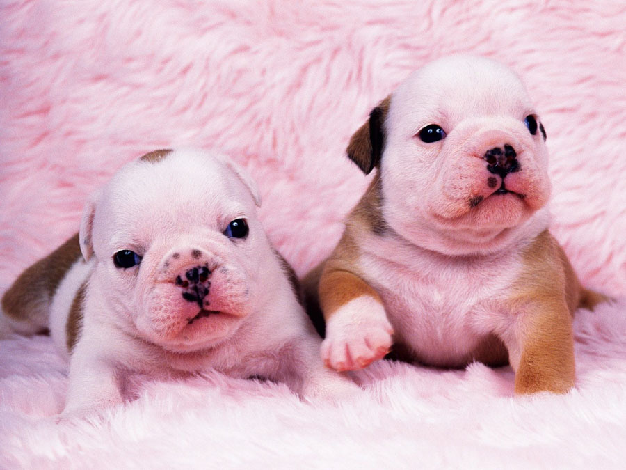 Puppy14