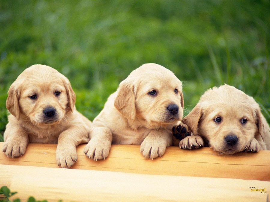 Puppy16