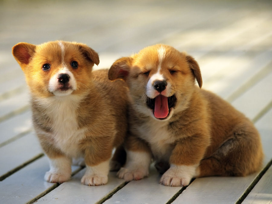 Puppy17