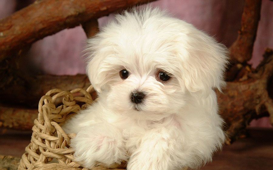 Puppy18