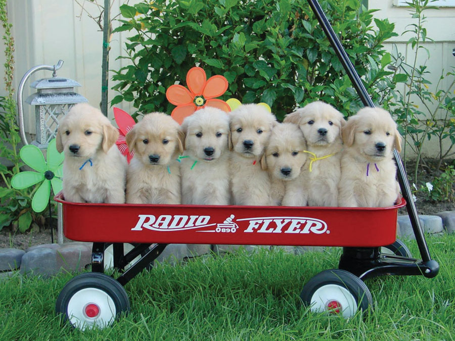 Puppy20