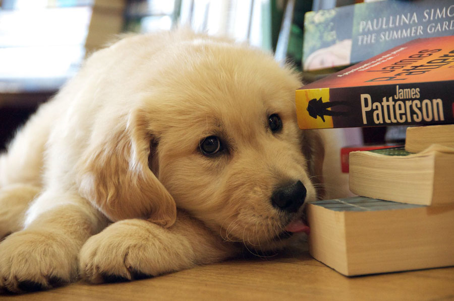 Puppy22