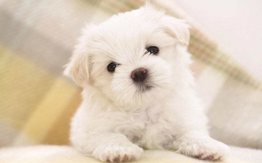 Puppy23