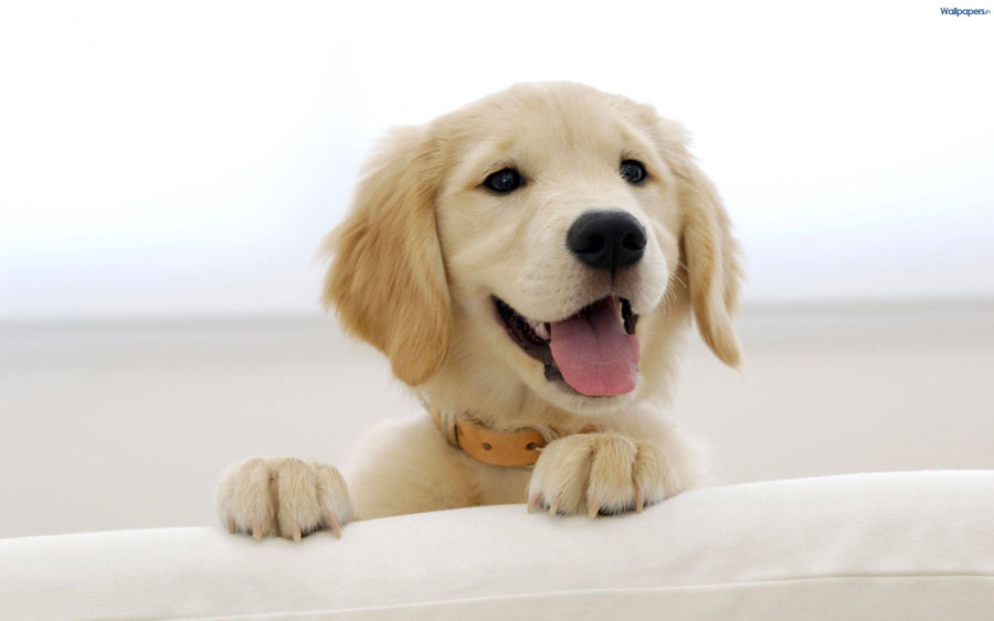 Puppy24
