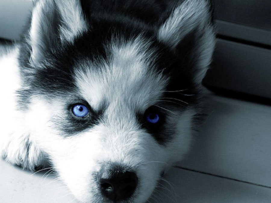 Puppy25