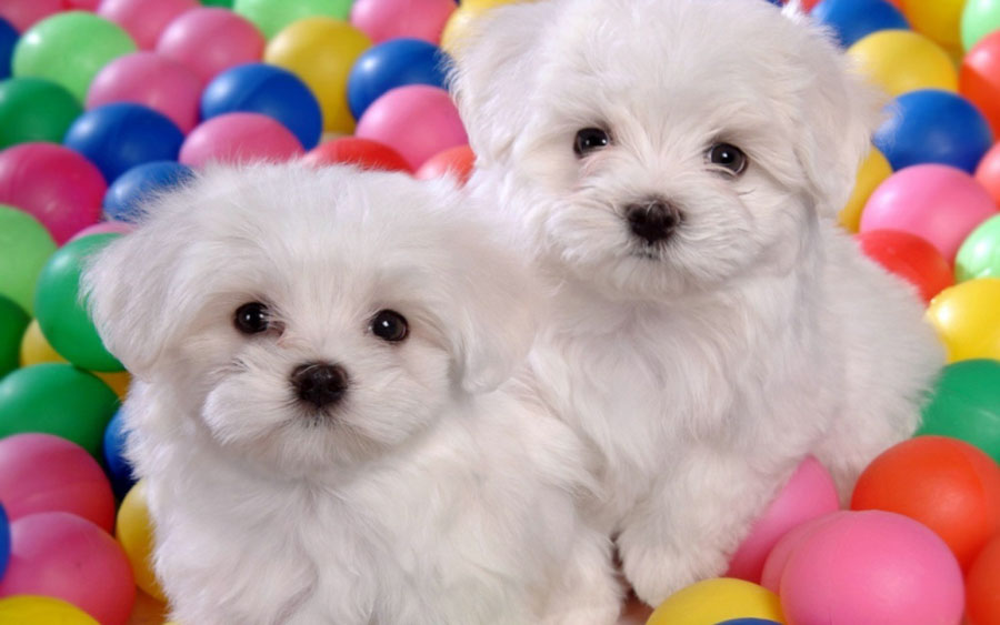 Puppy26