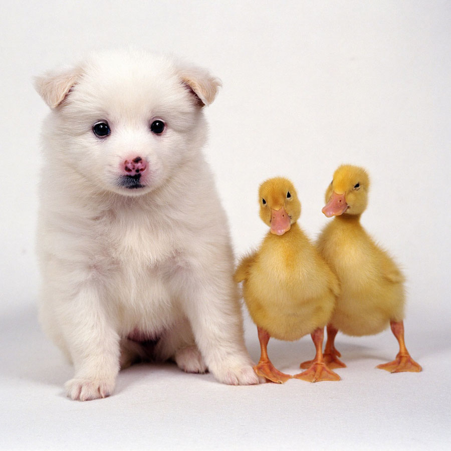 Puppy27