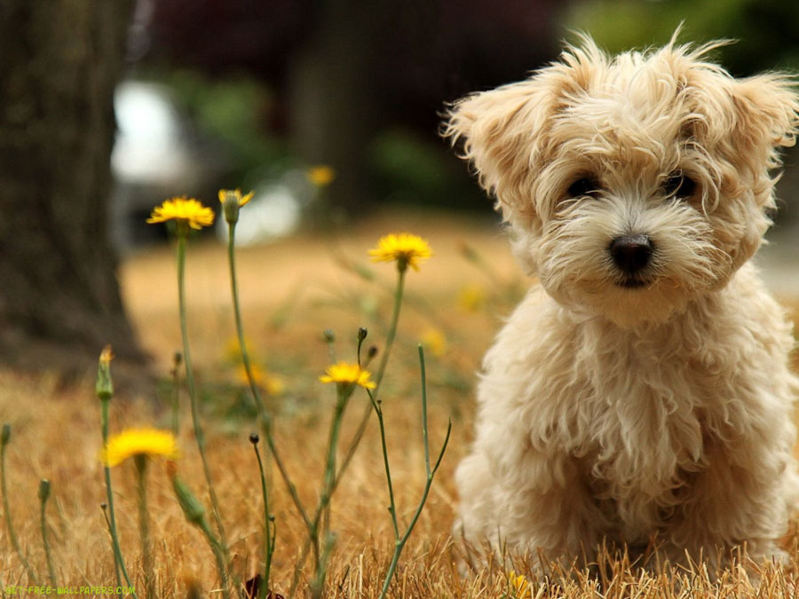 Puppy28