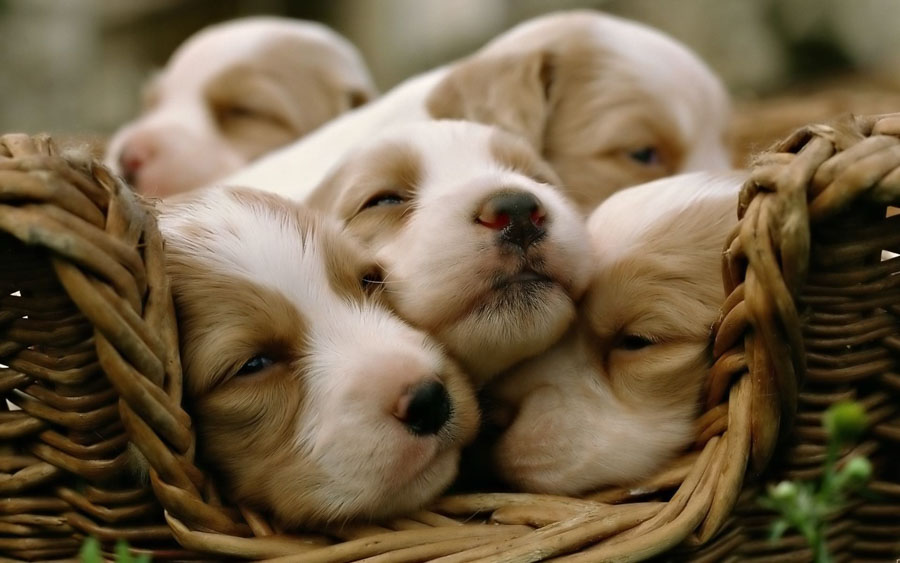 Puppy32