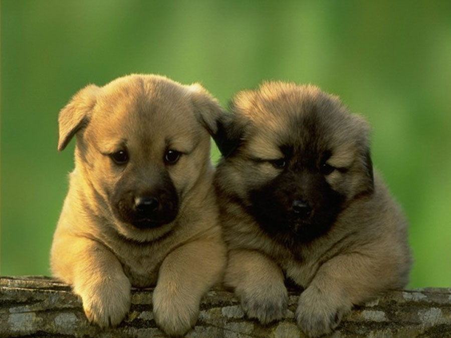 Puppy33