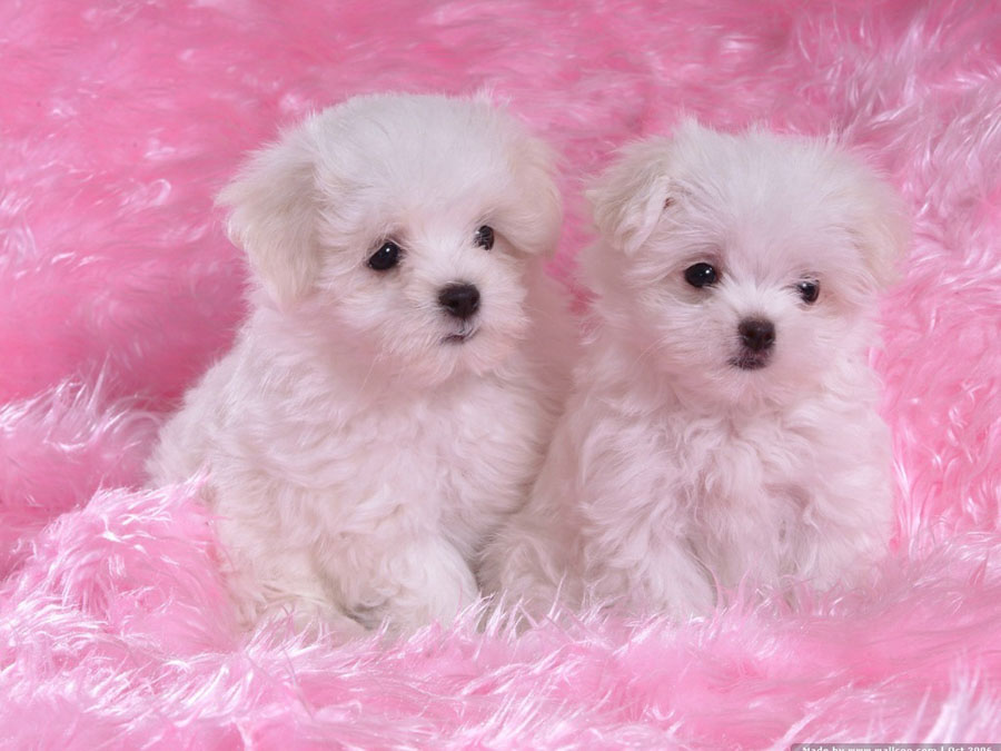 Puppy35