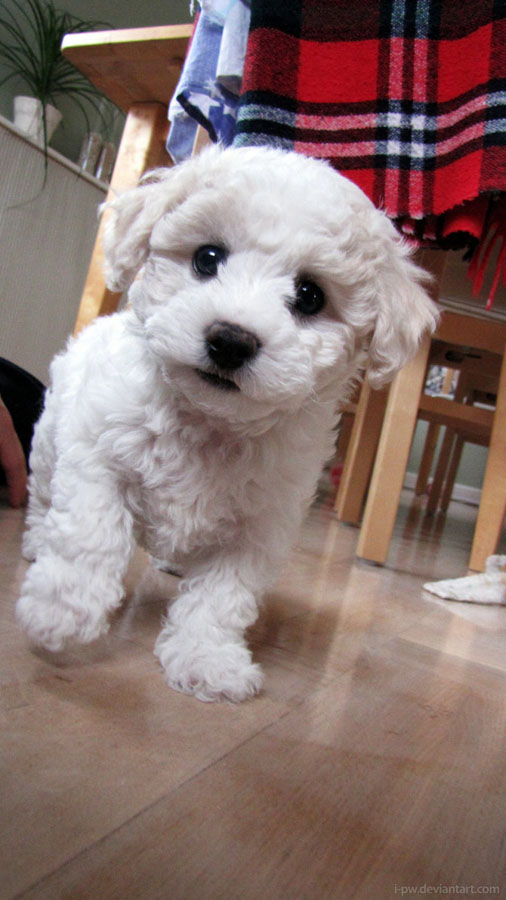 Puppy37