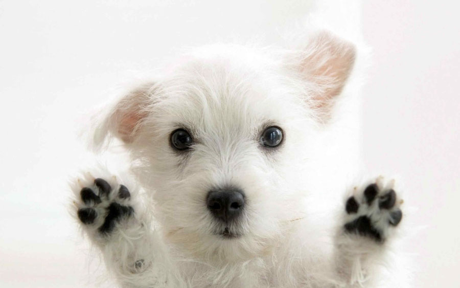 Puppy38