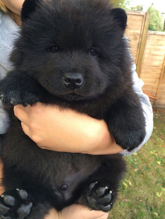 Puppy39