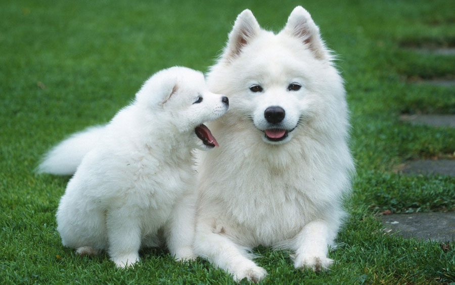 Puppy4