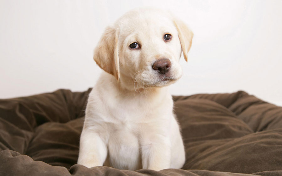 Puppy40
