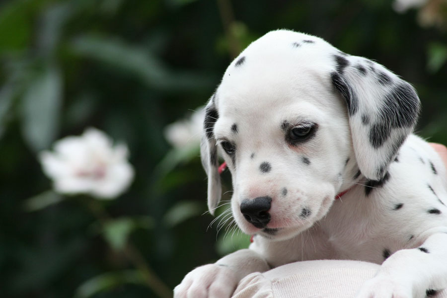 Puppy42