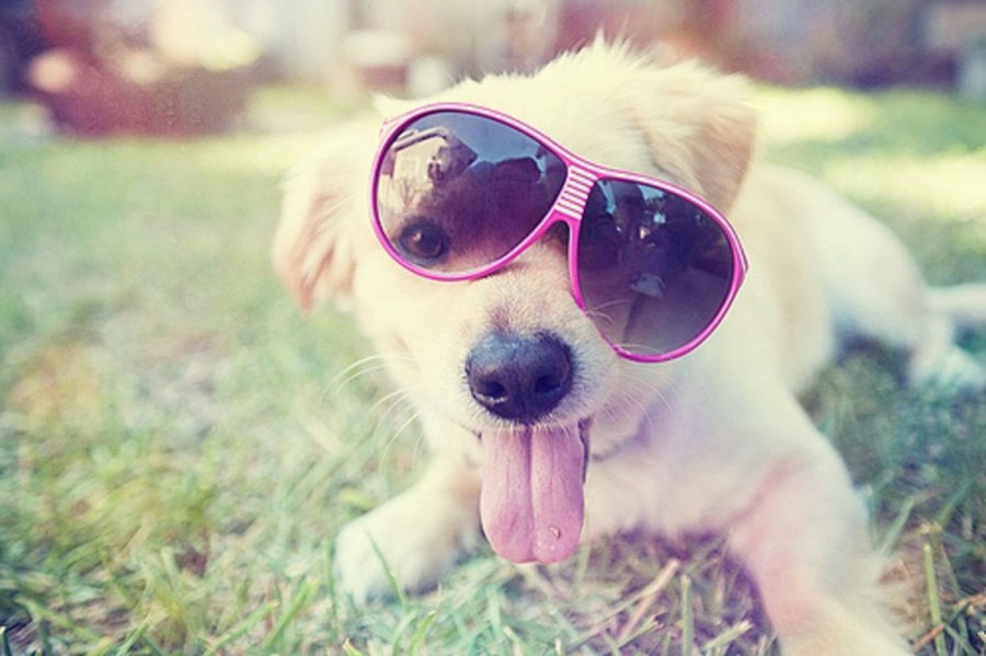 Puppy43