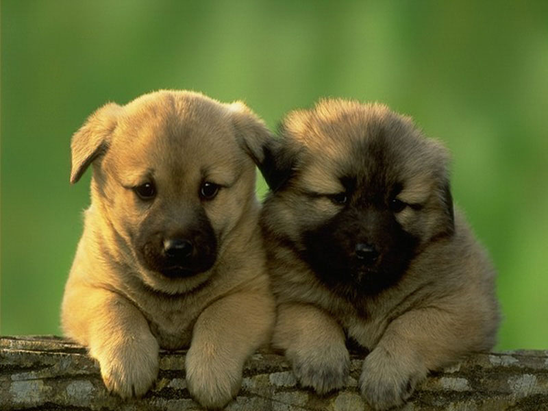 Puppy44