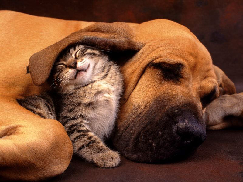 Puppy45