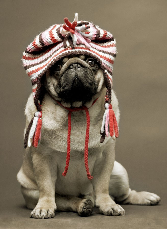 Puppy46