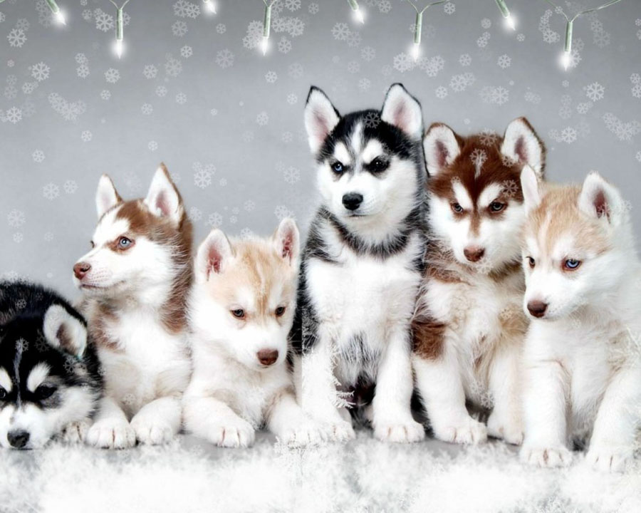 Puppy47