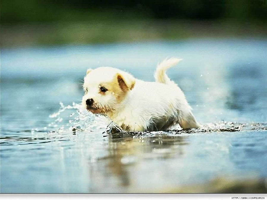 Puppy48
