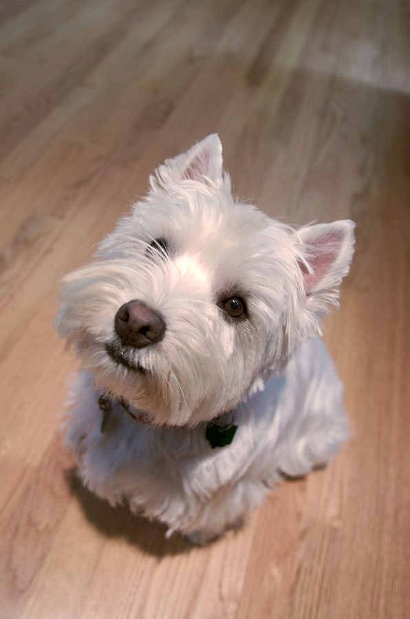 Puppy50