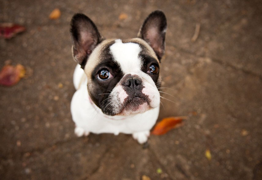 Puppy52