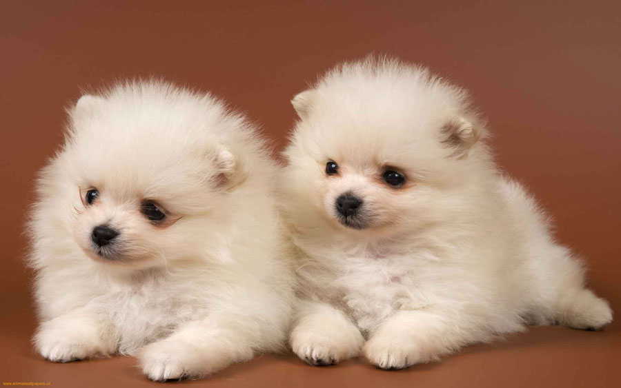 Puppy53