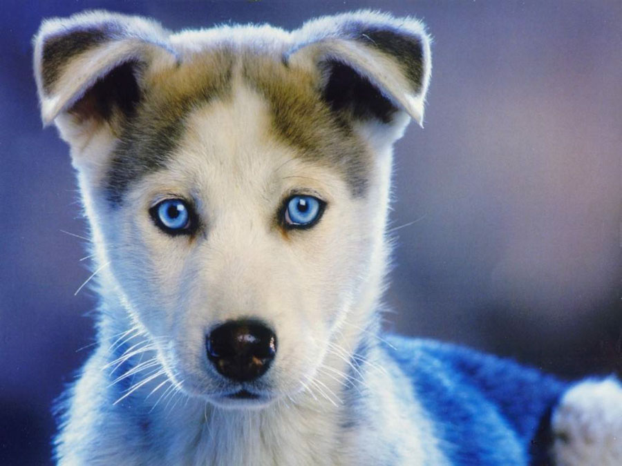 Puppy54