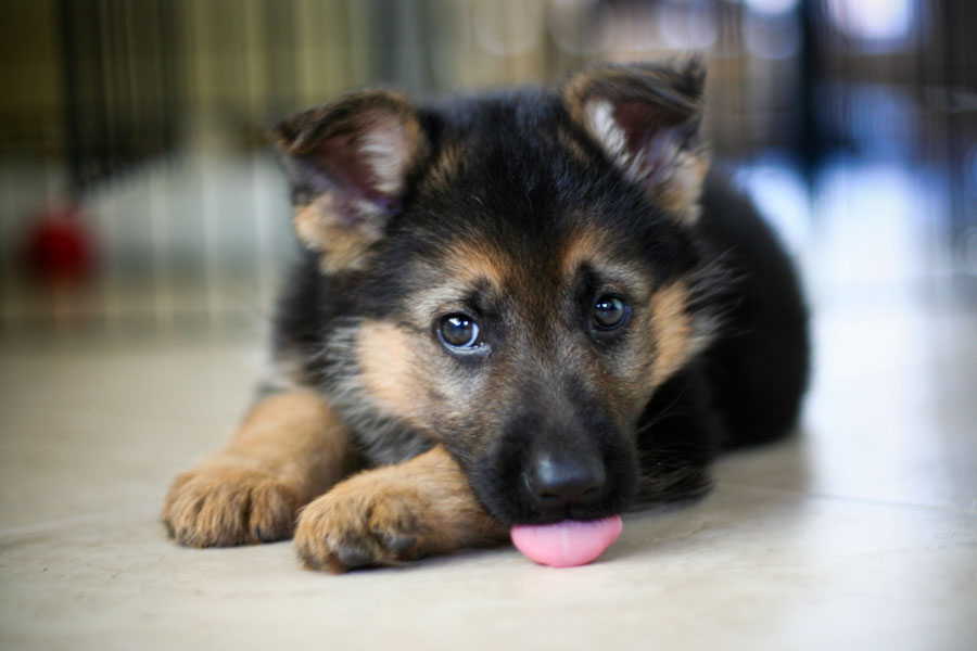 Puppy6