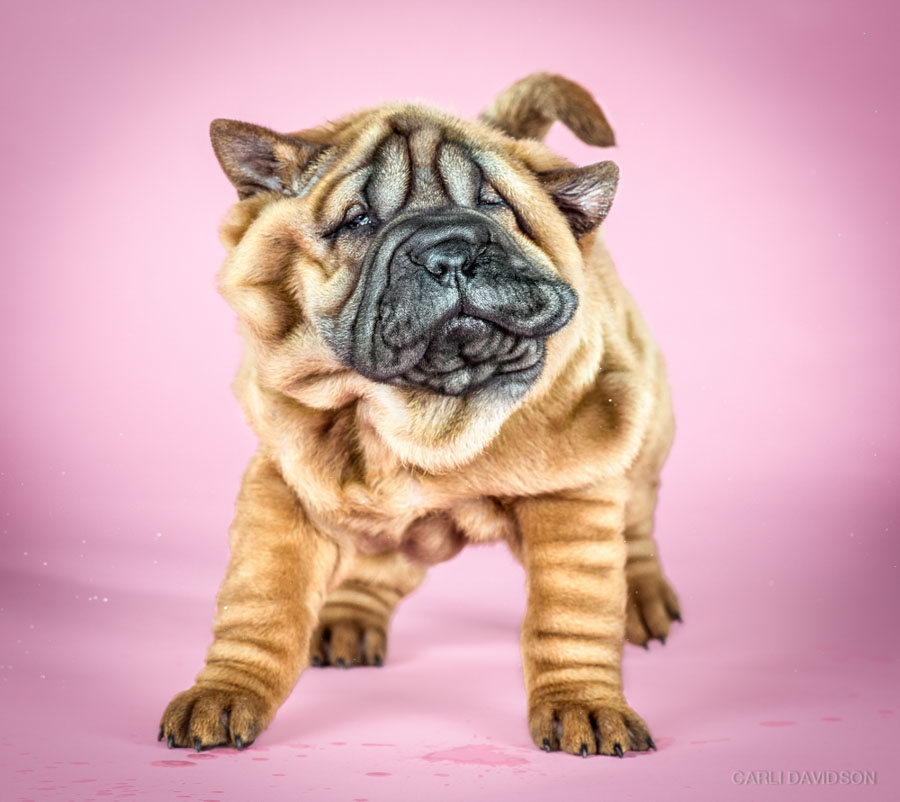 Puppy7