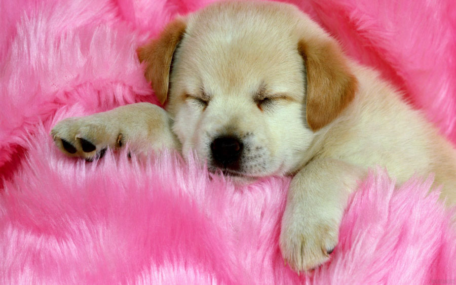 Puppy8