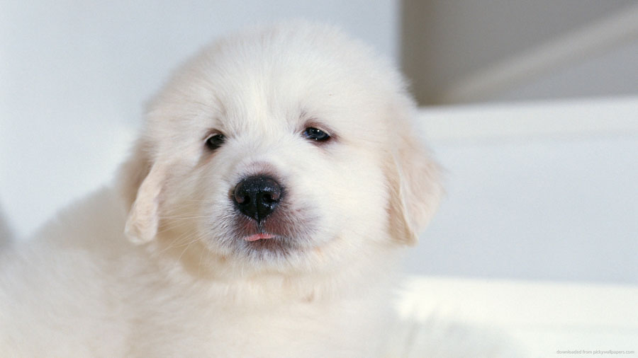 Puppy9
