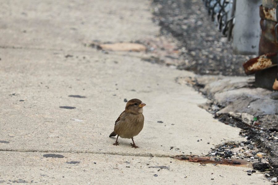 Adaire School Sparrow