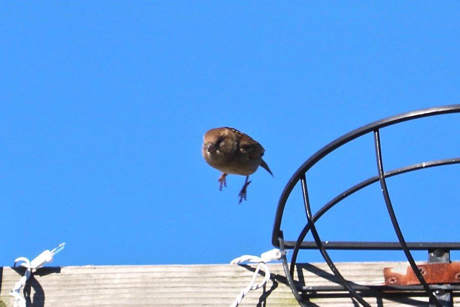 Female Sparrow in Flight (Northern Liberties)