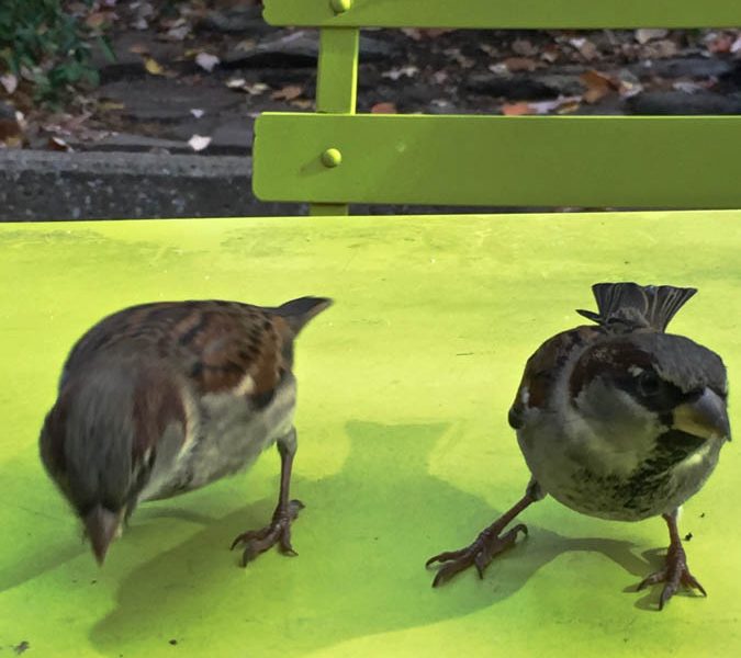 Lunch Buddy Sparrows